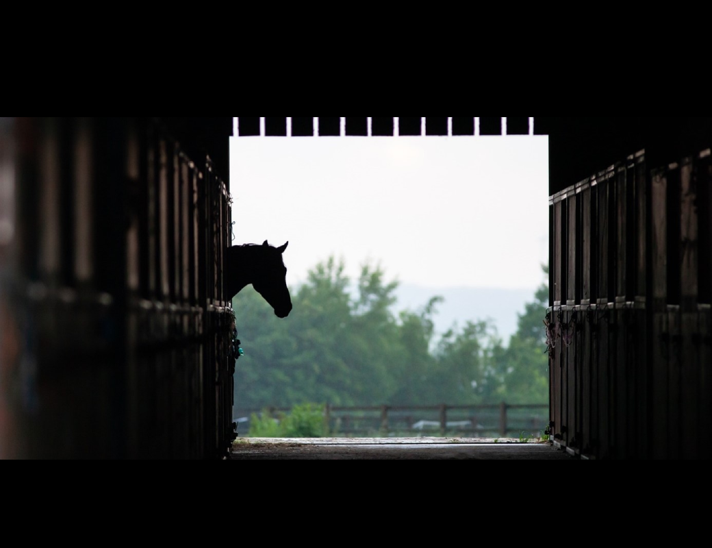 A Guide to Box Rest and Horse Welfare Considerations