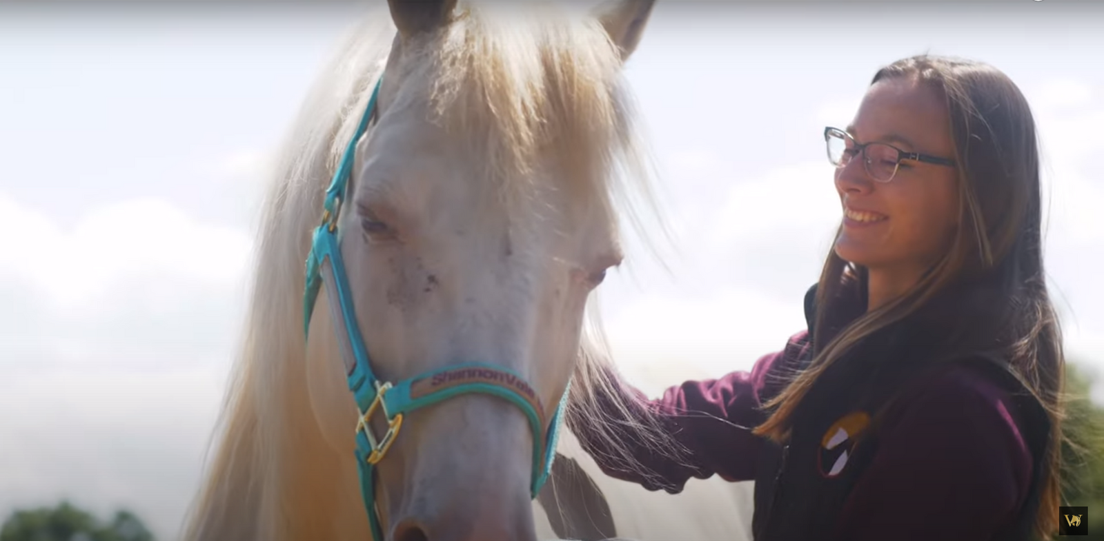 Mastering the Art of Equine Grooming: Tips and Techniques for a Healthy and Happy Horse