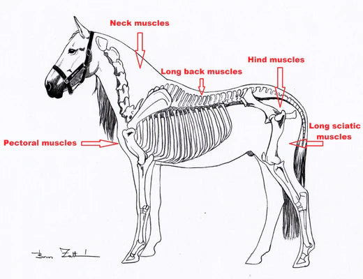 Individualized Rehabilitation