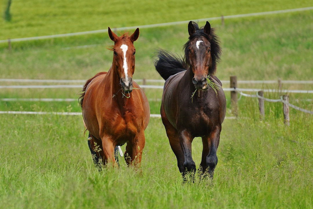 Owners Guide: How to Keep Your Horse Healthy and Happy